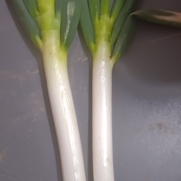 大葱