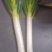 大葱