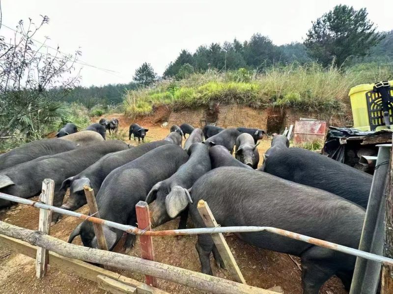 腊肉，腊肠，腊猪脚，腊排骨，香肠排骨，