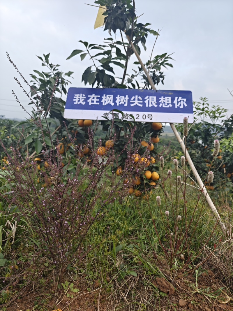 湖北黄石60亩6000颗果冻橙，2000余颗大树，水电路三通