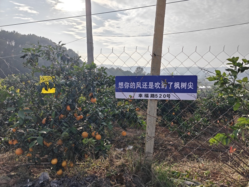 湖北黄石60亩6000颗果冻橙，2000余颗大树，水电路三通