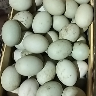 农家散养鸭蛋，数量不多