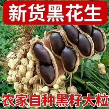 黑花生大颗粒饱满度高