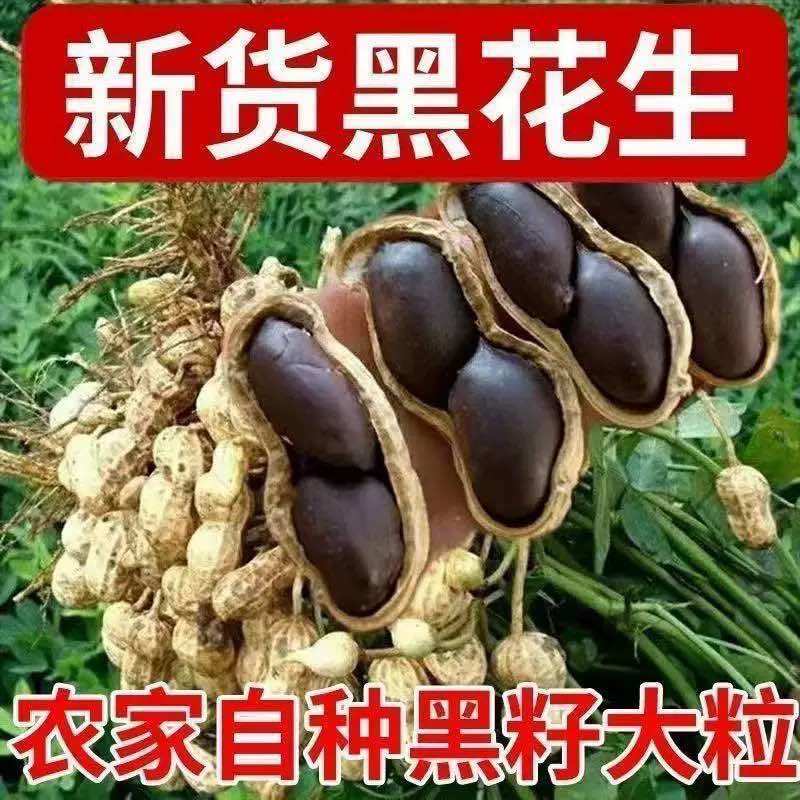 黑花生大颗粒饱满度高