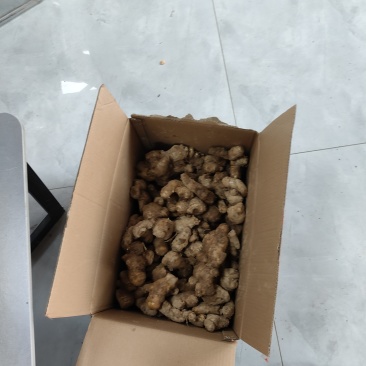 河南大姜，泥姜