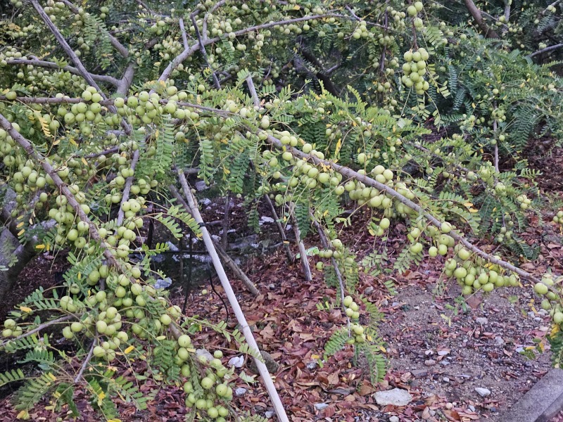 牛柑果，油柑，甜油柑