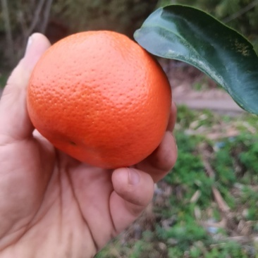 w-默科特