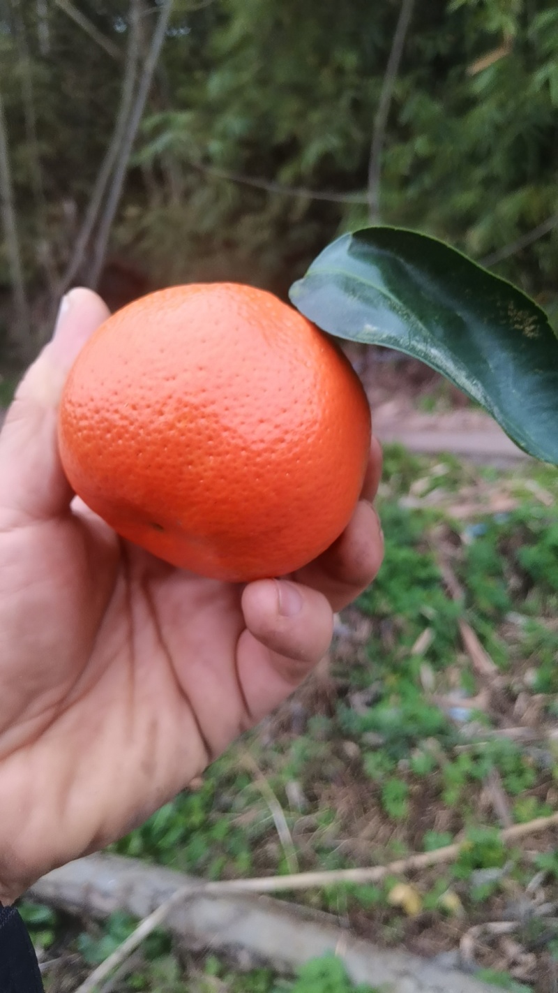w-默科特
