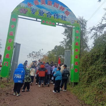 云南省昭通市永善县雪柏村美菌园段木香姑