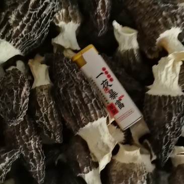羊肚菌