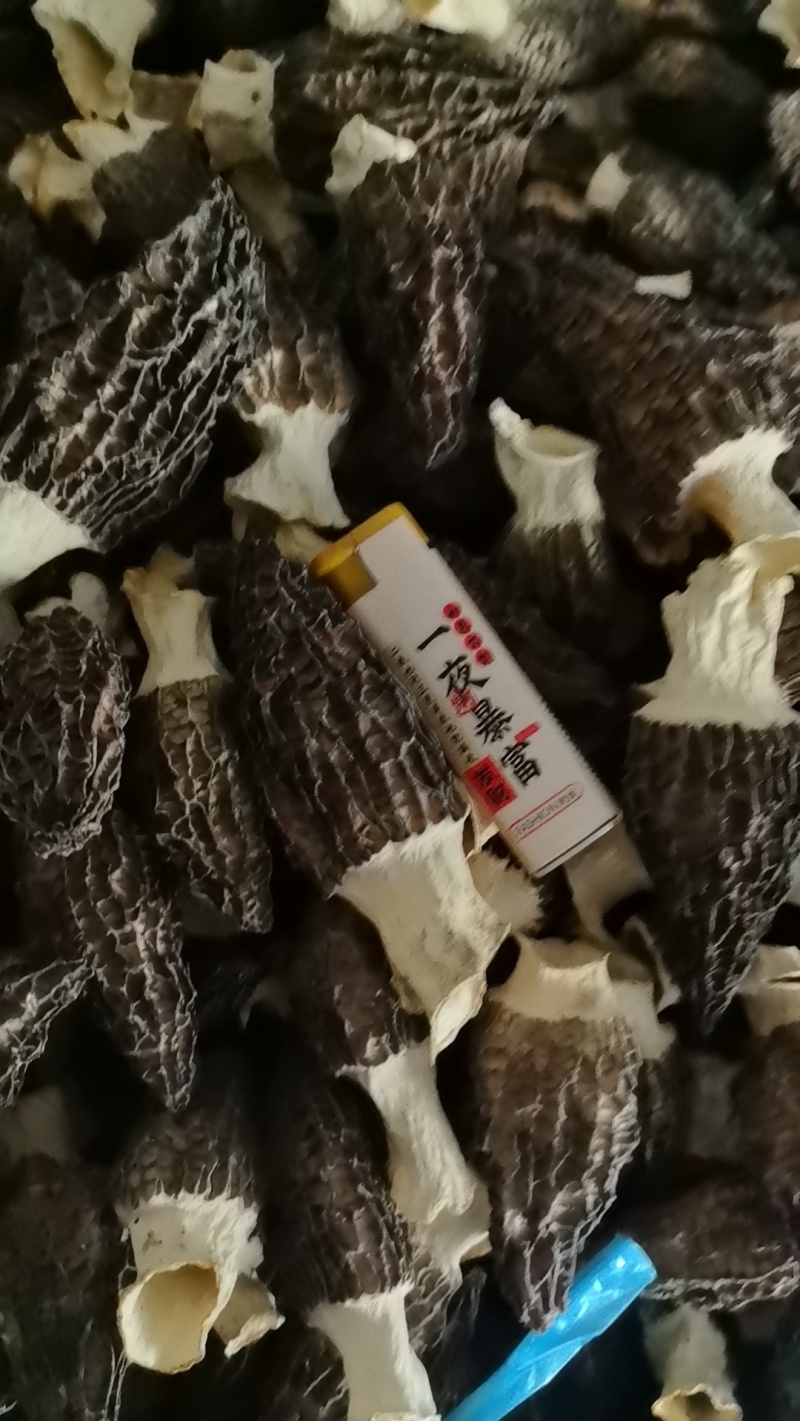 羊肚菌