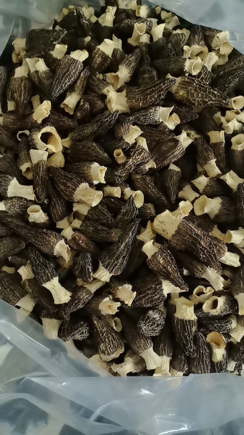 羊肚菌