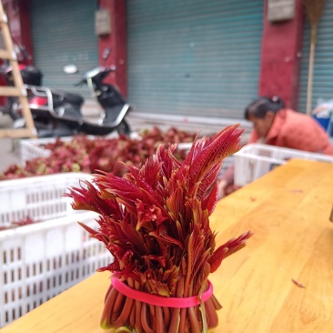 香椿芽，露天香椿芽，红油6号香椿芽