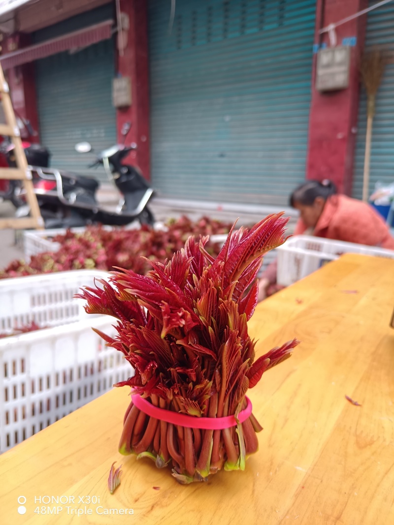 香椿芽，露天香椿芽，红油6号香椿芽