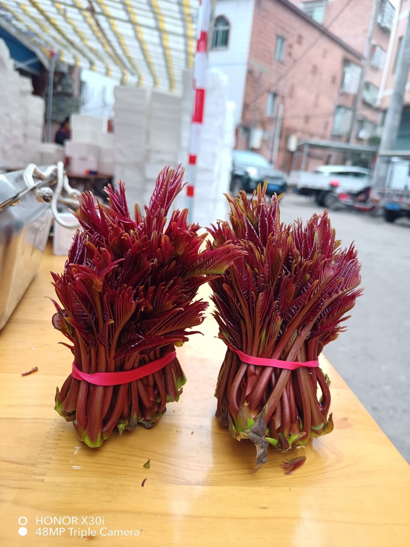 香椿芽，露天香椿芽，红油6号香椿芽
