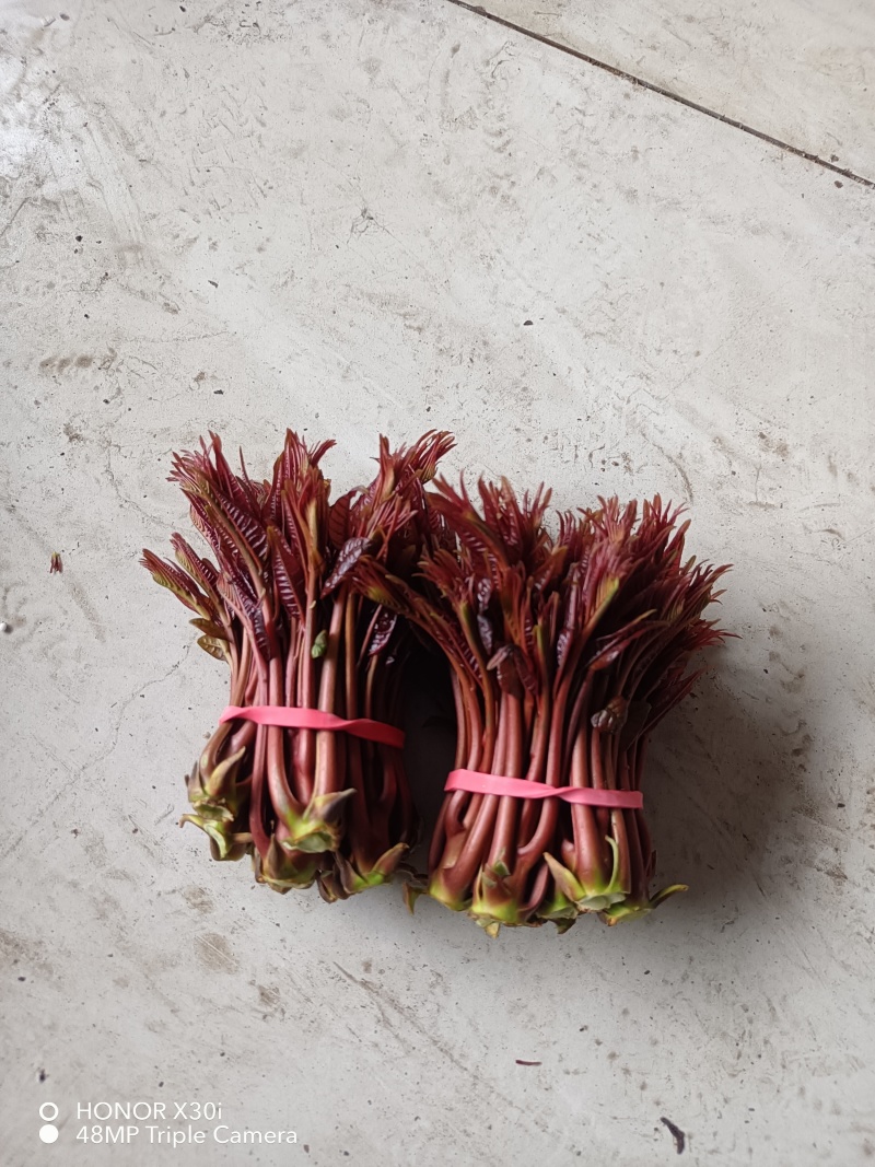香椿芽，露天香椿芽，红油6号香椿芽