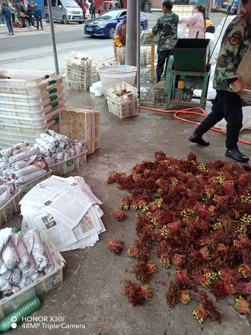 香椿芽，露天香椿芽，红油6号香椿芽