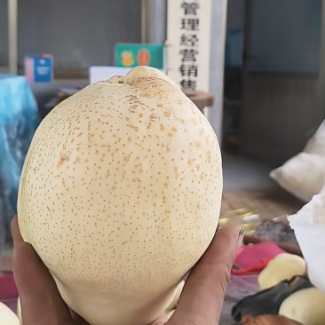 山农酥梨