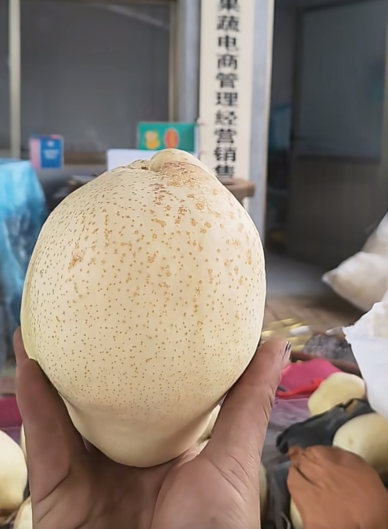 山农酥梨