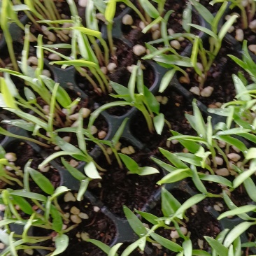 各种蔬菜种苗