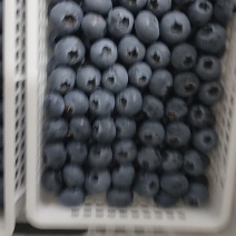 山东蓝莓