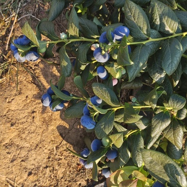 大凉山蓝莓