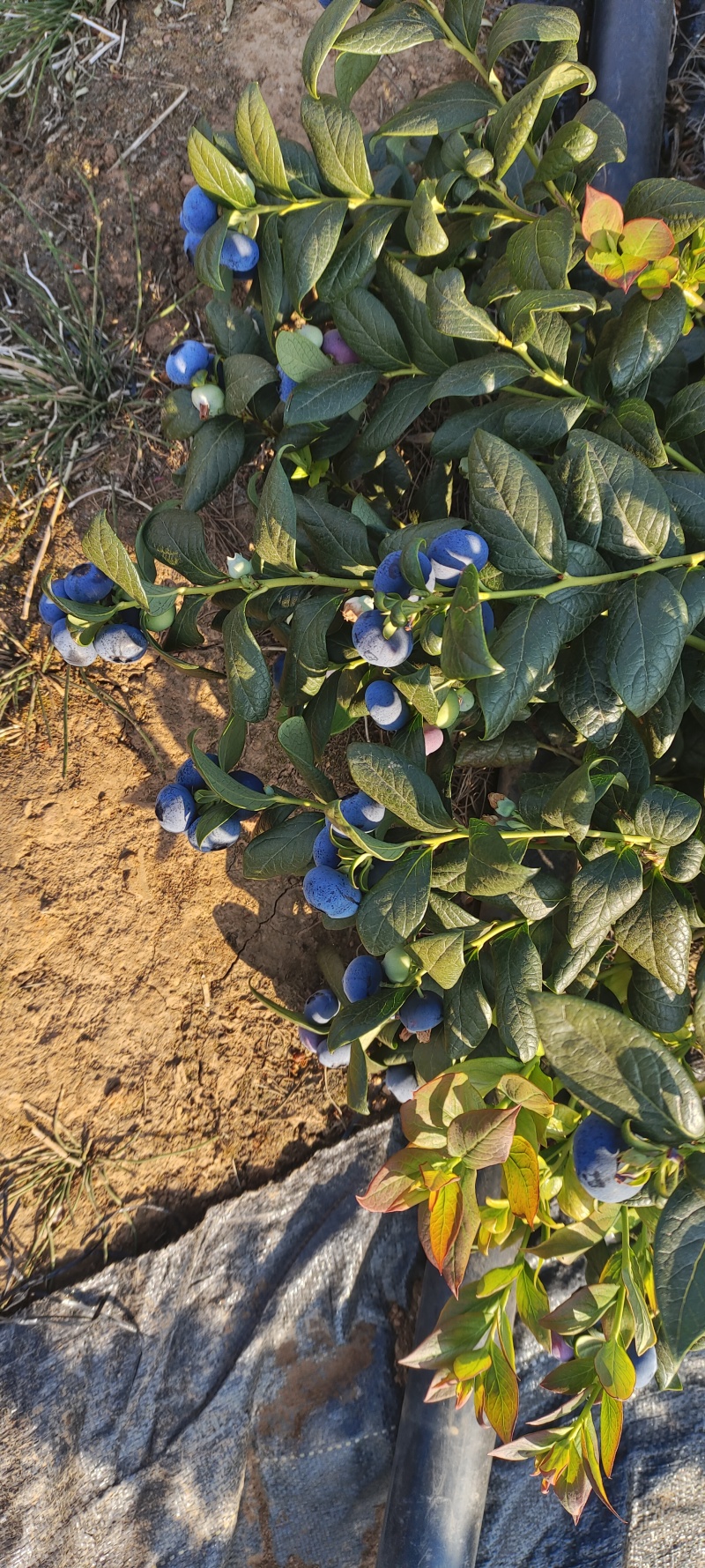大凉山蓝莓