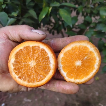 耙耙柑沃柑血橙罗挤柑