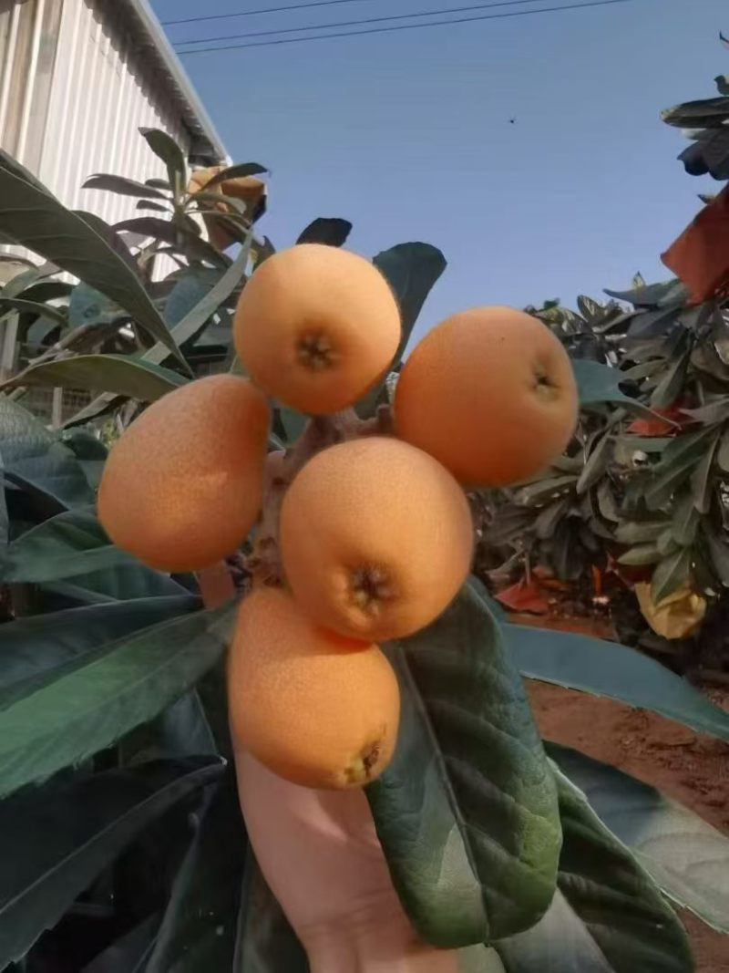 枇杷