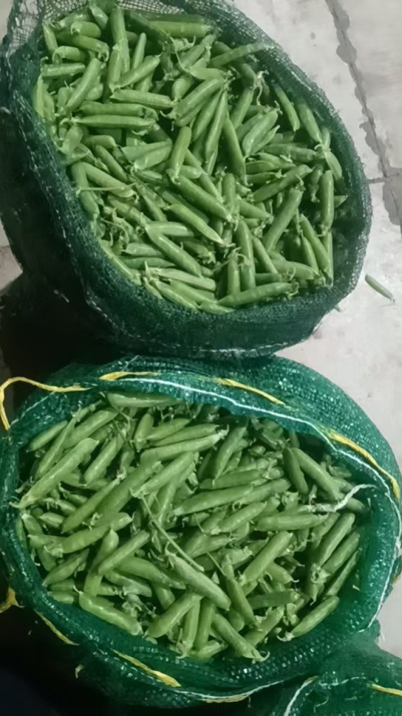 长寿仁豌豆