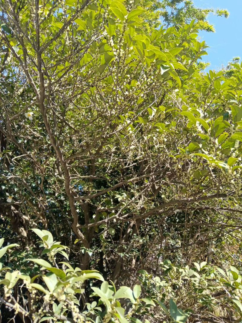 深山好蜜