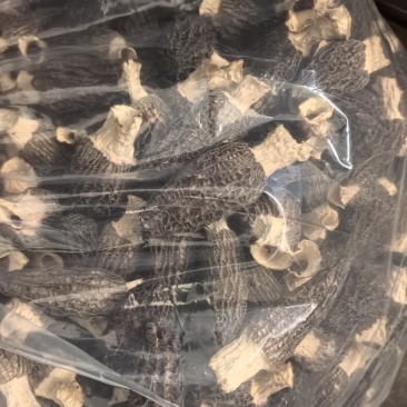羊肚菌