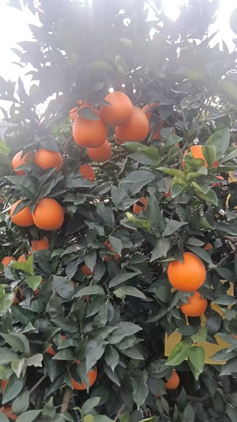 奉节脐橙