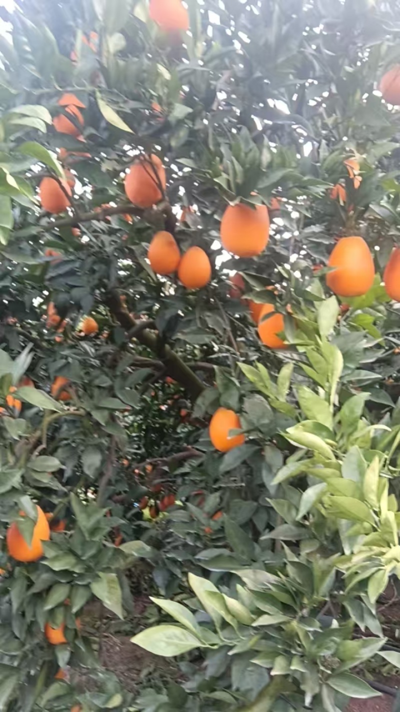 奉节脐橙