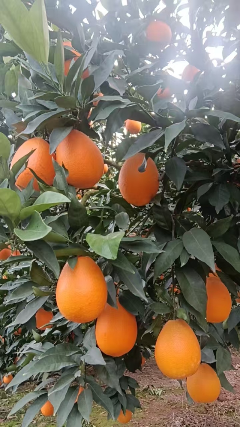 奉节脐橙