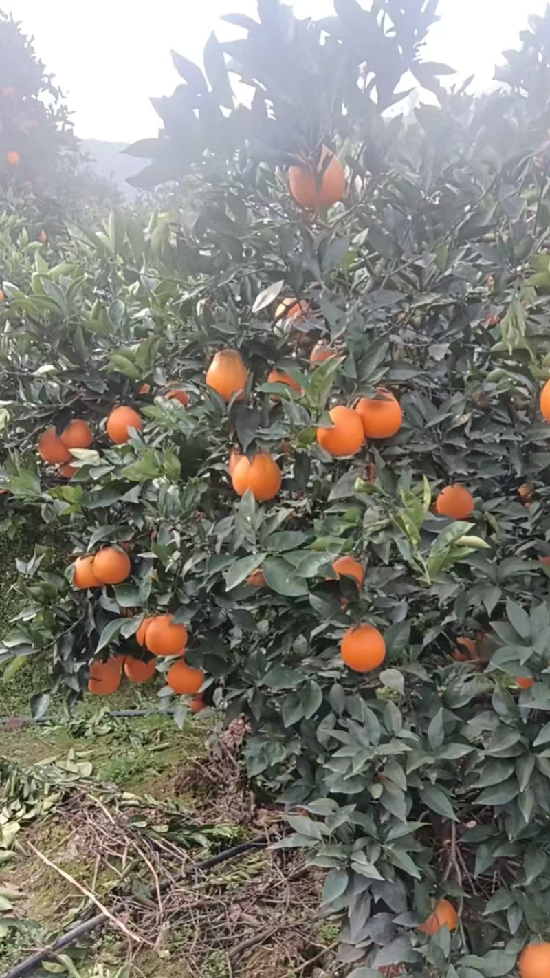 奉节脐橙