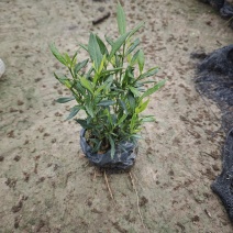小叶栀子花（小叶白蝉）