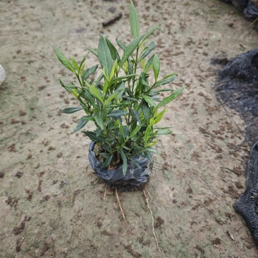 小叶栀子花（小叶白蝉）