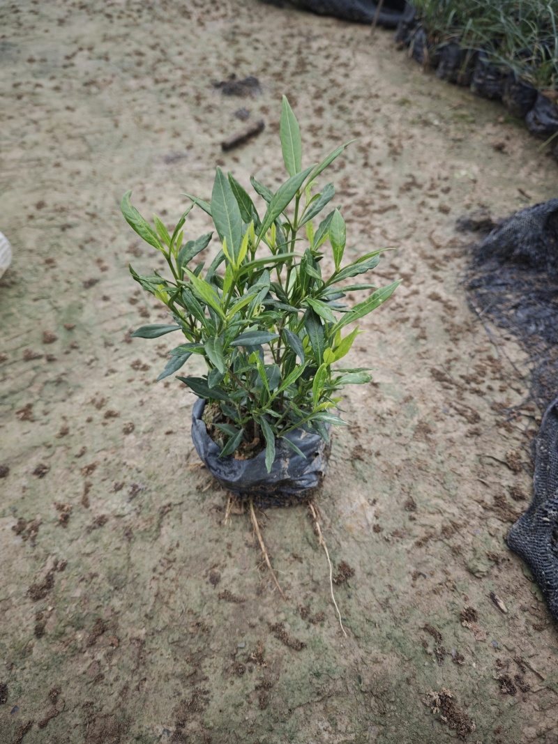 小叶栀子花（小叶白蝉）