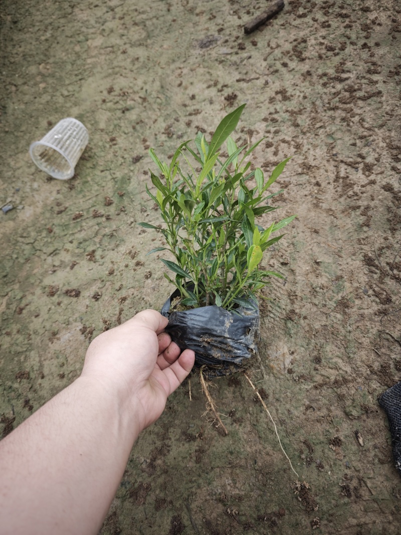 小叶栀子花（小叶白蝉）