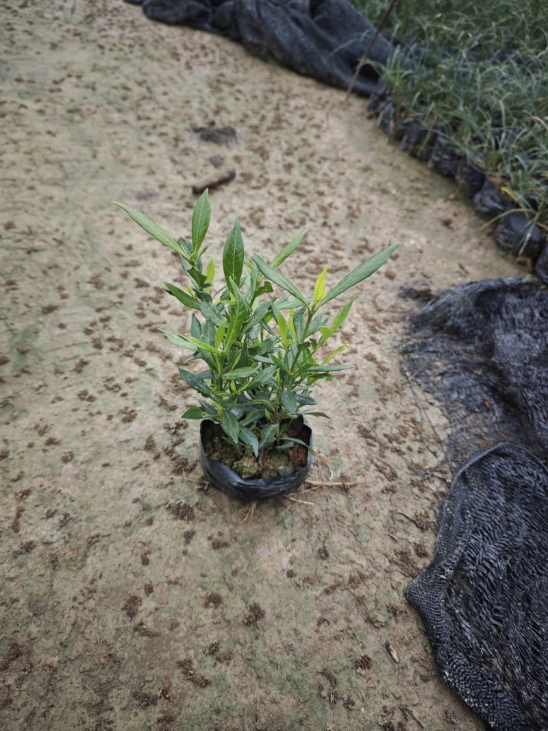 小叶栀子花（小叶白蝉）