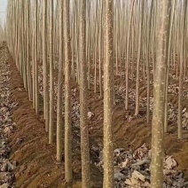 【10万棵杨树苗急售】品种：107速生杨数量：10万