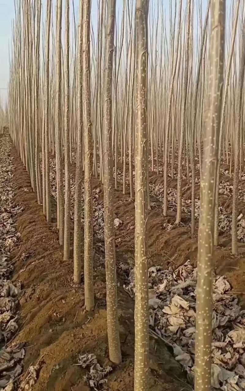 【10万棵杨树苗急售】品种：107速生杨数量：10万