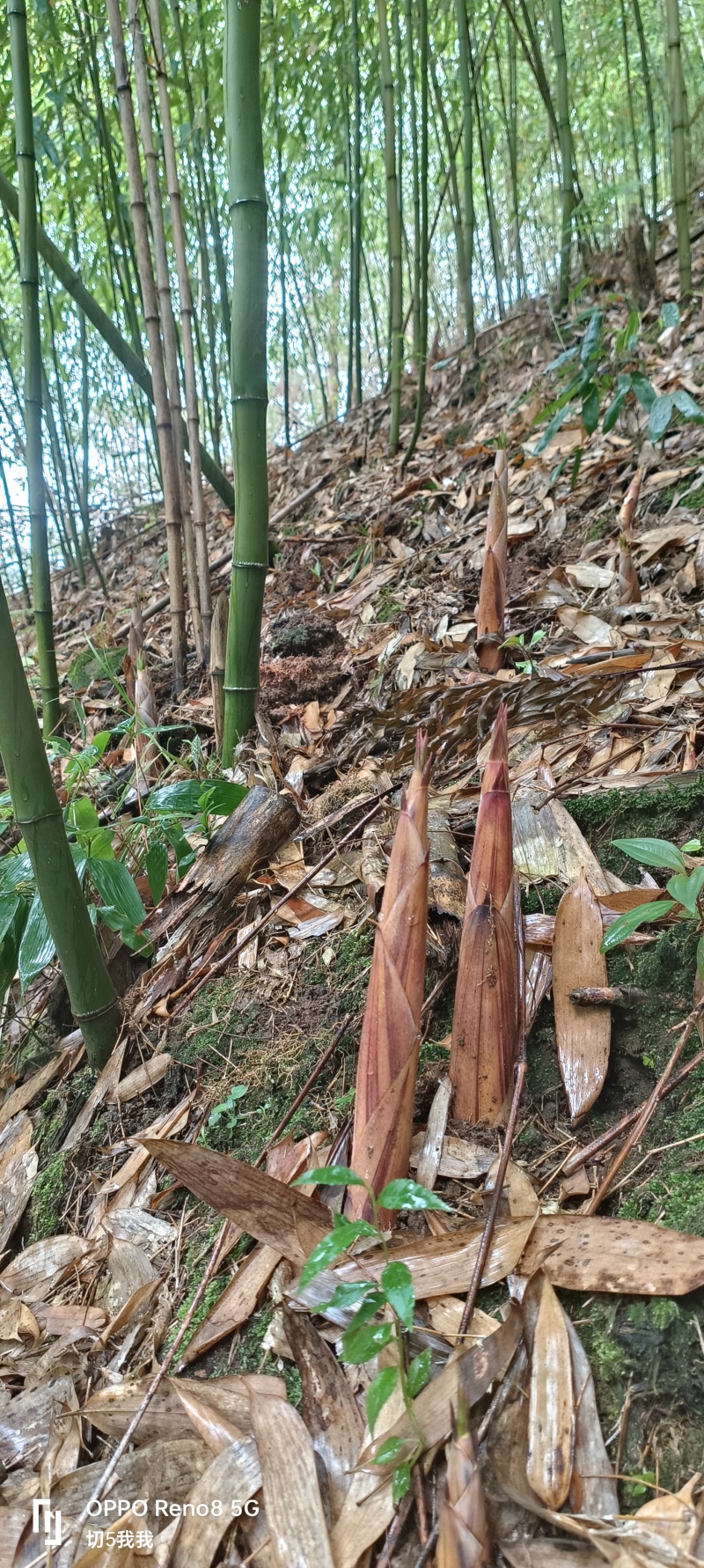 广西桂林高山摆竹笋