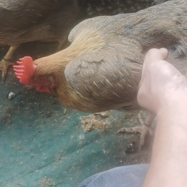 清远鸡