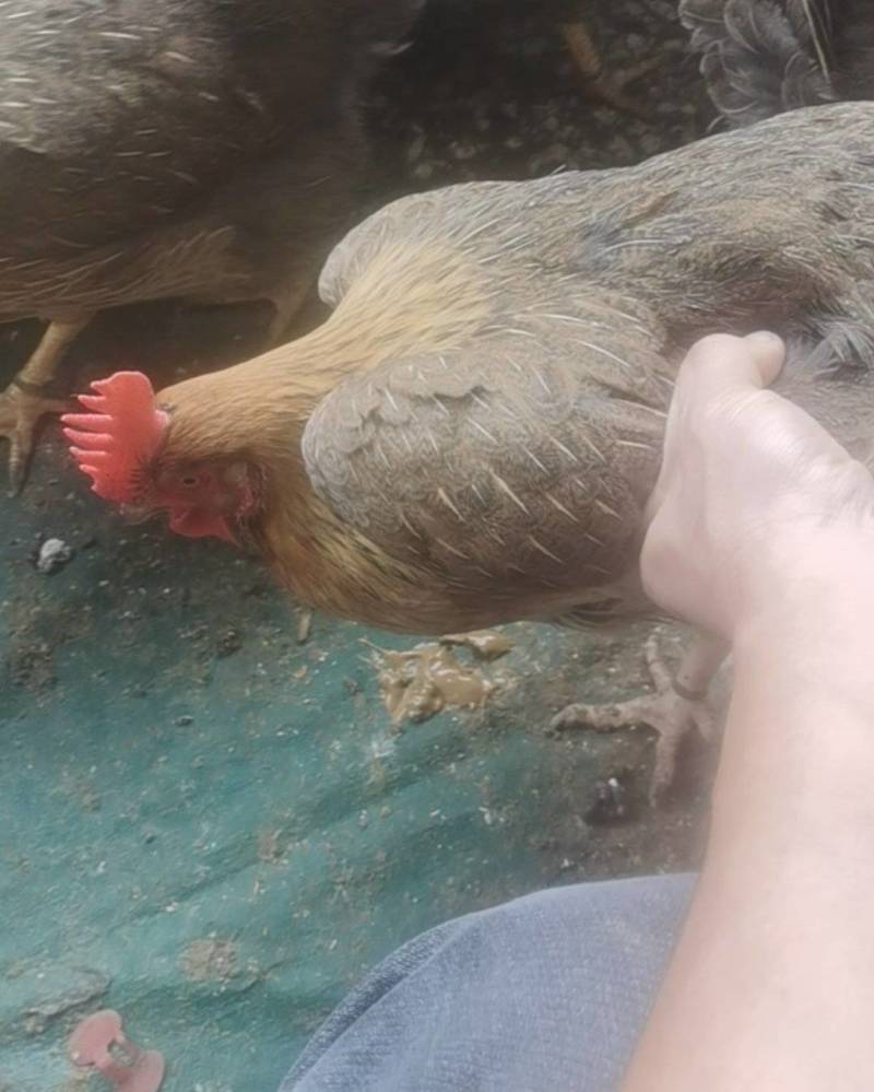 清远鸡