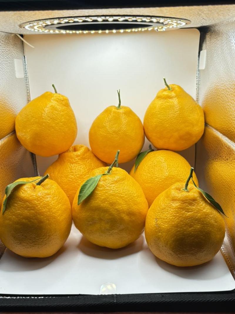 四川耙耙柑大量上市现货，量大价格从优。