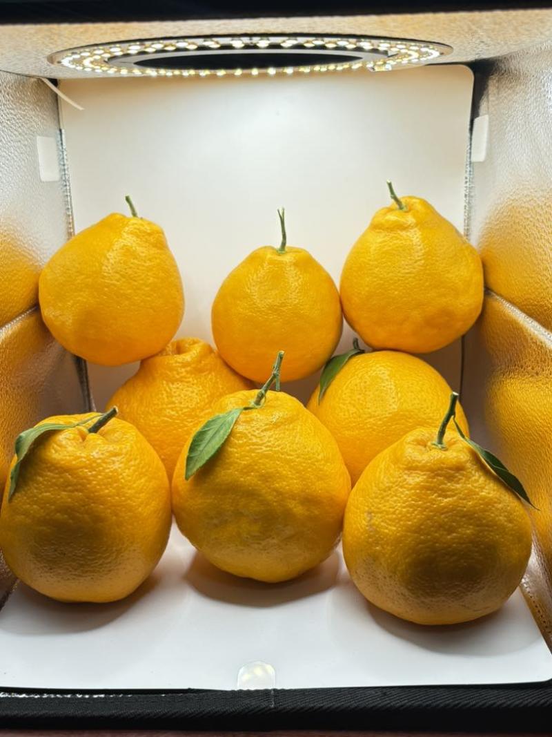四川耙耙柑大量上市现货，量大价格从优。