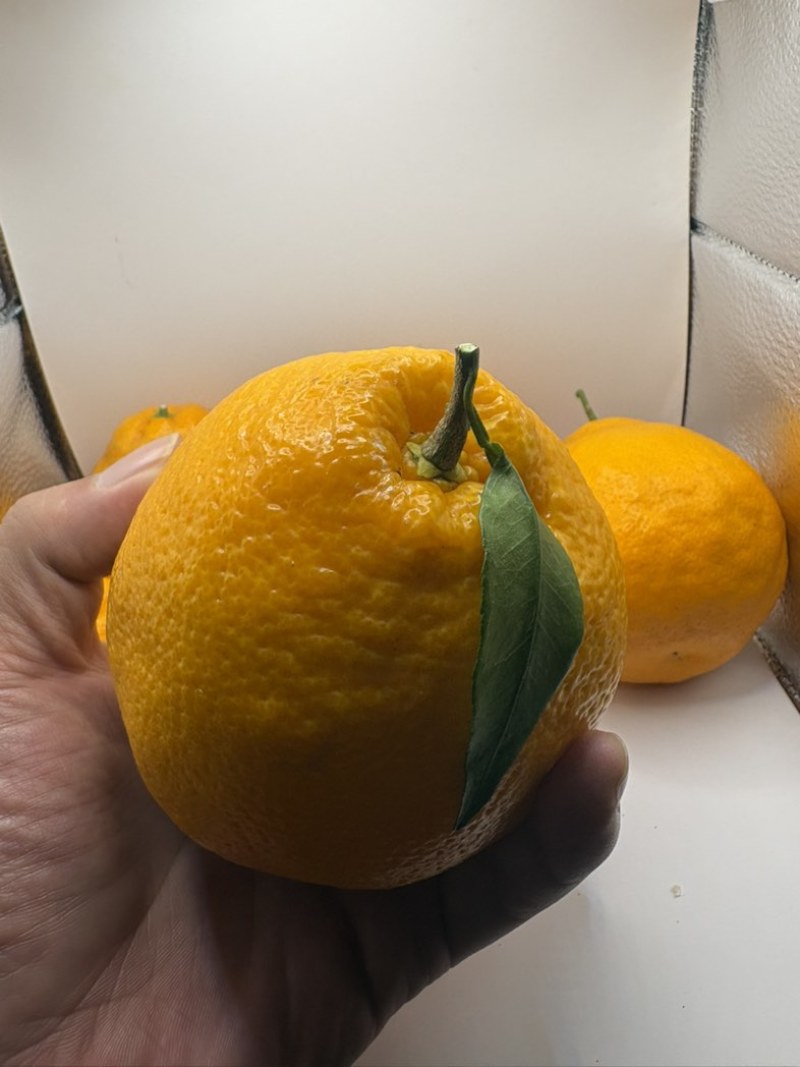 四川耙耙柑大量上市现货，量大价格从优。