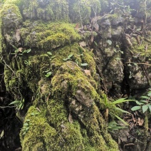 野生苔藓